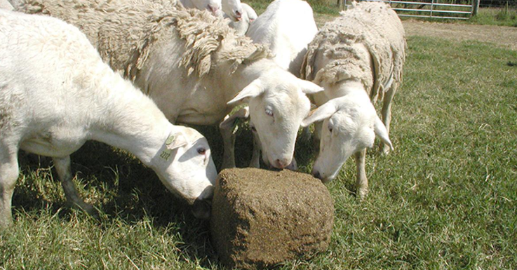 sheep feeding with feed blocks.PNG